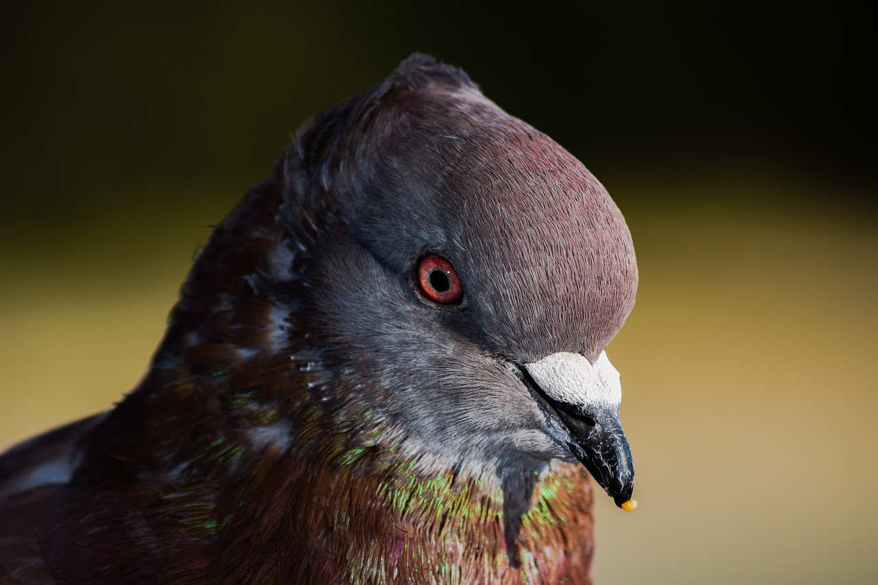 pigeon bird head free photo