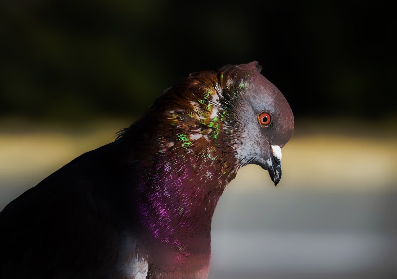 pigeon bird nature free photo