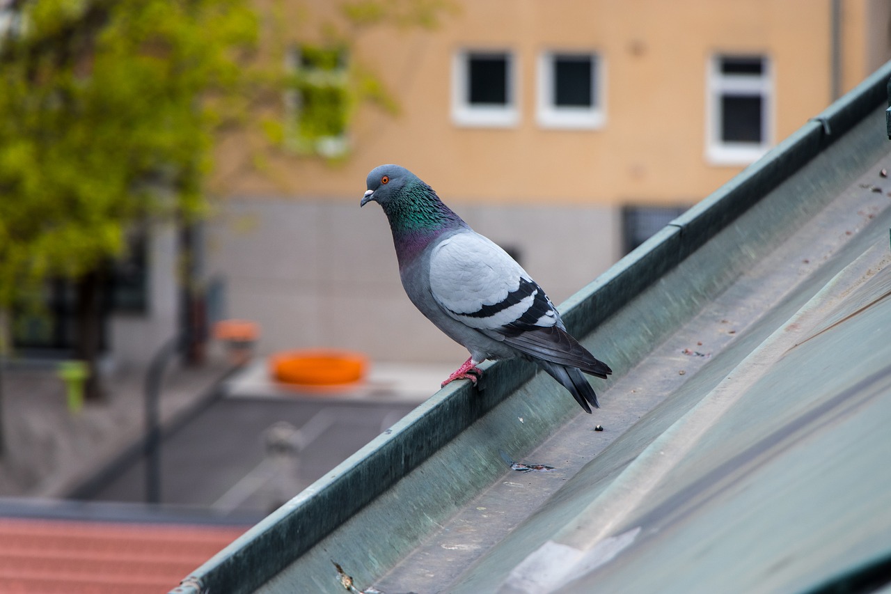 pigeon  city  bird free photo