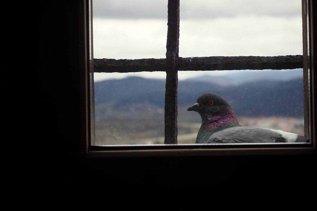 pigeon  pingeon  tower free photo