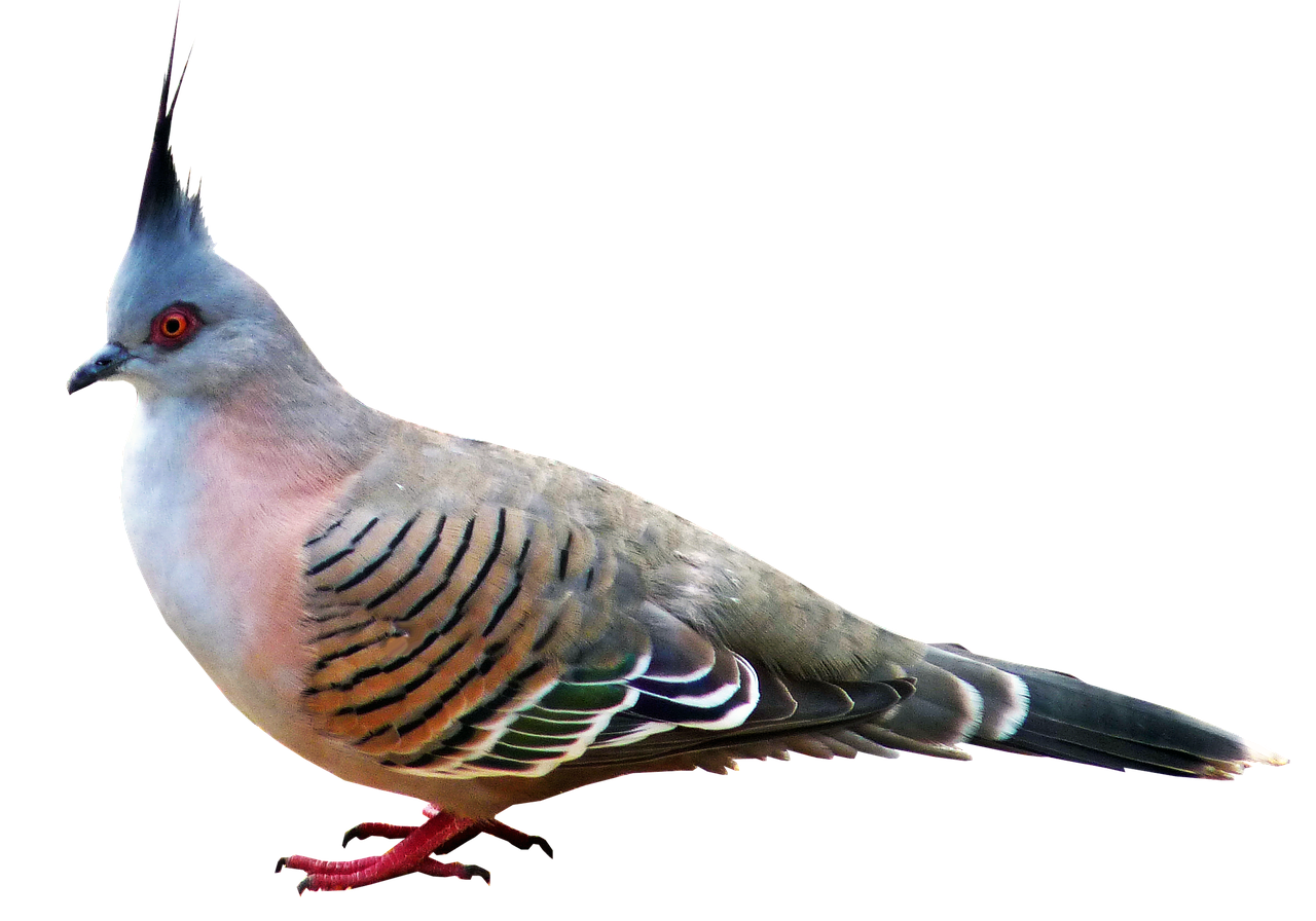 pigeon  bird  nature free photo