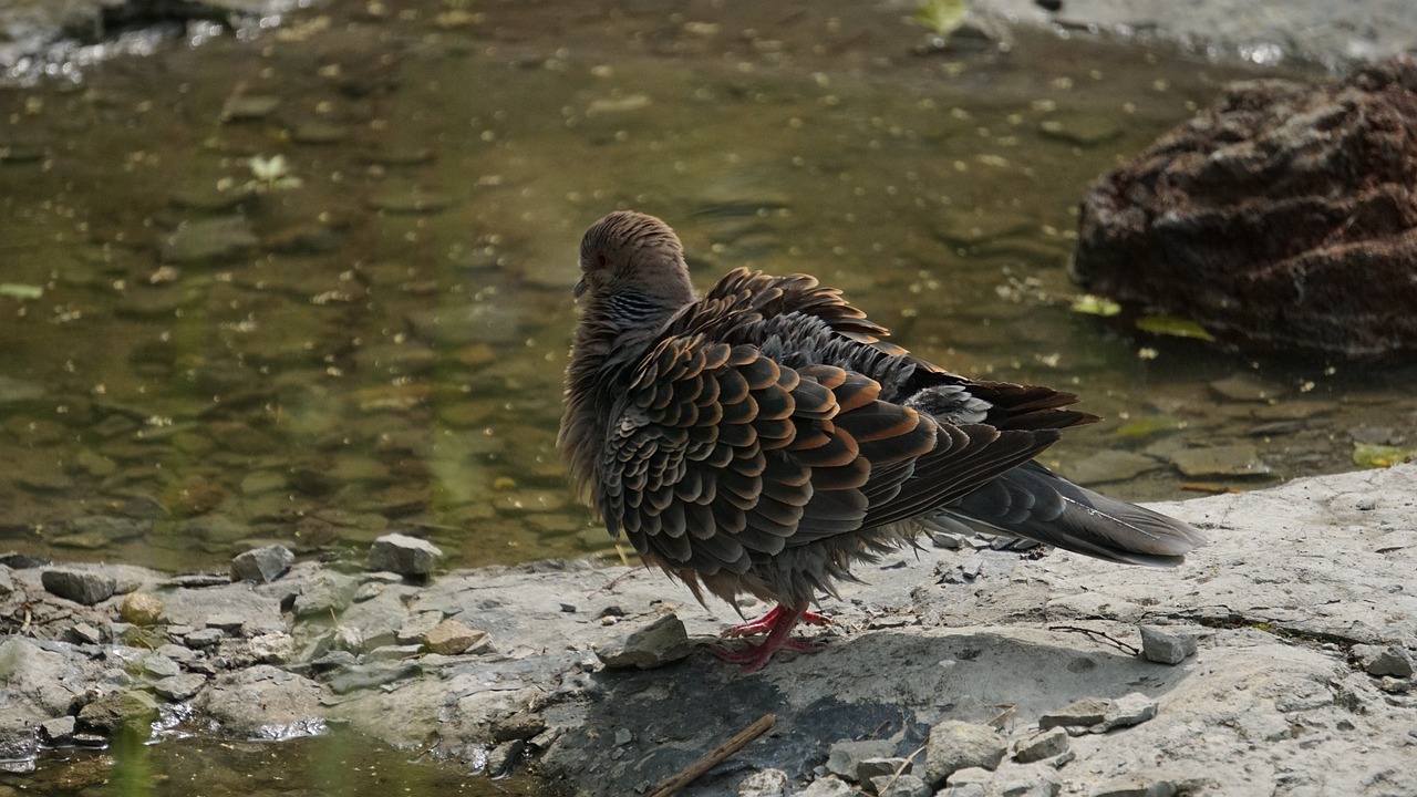 pigeon  wild dove  park free photo