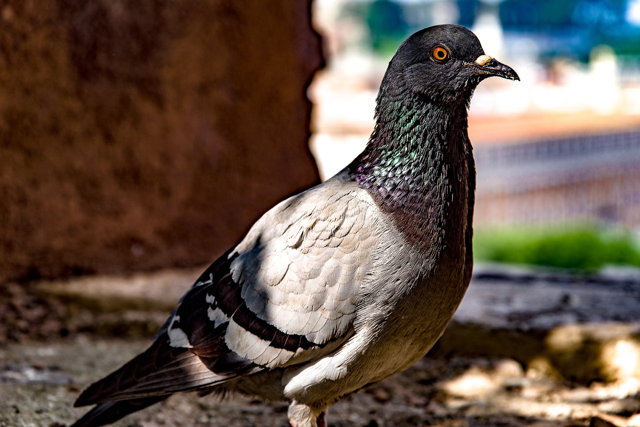 pigeon  dove  bird free photo