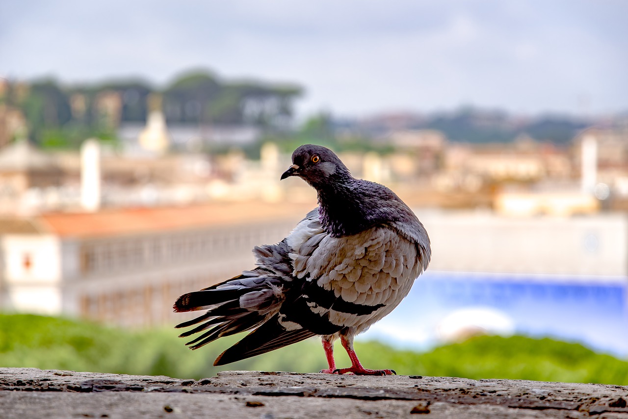 pigeon  dove  bird free photo