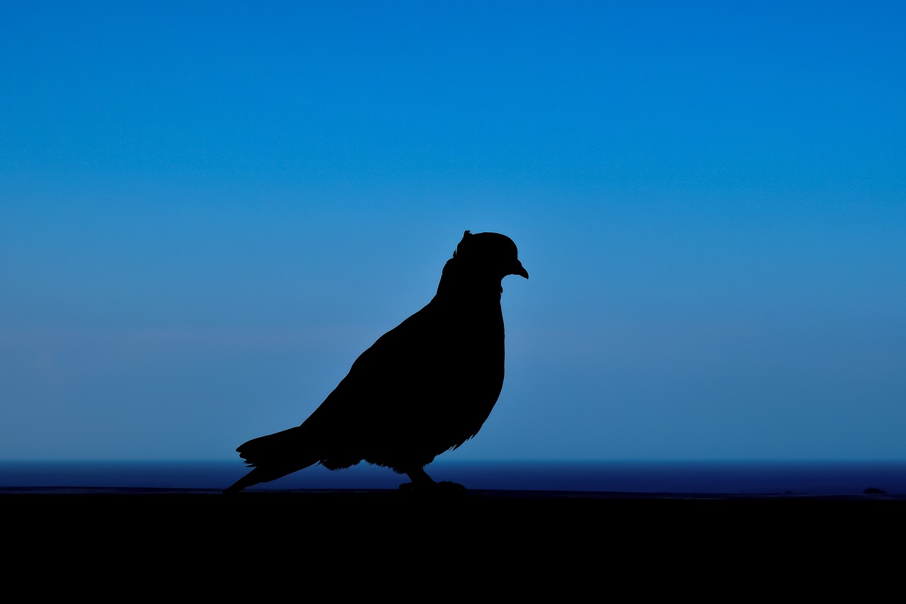 pigeon  shadow  silhouette free photo