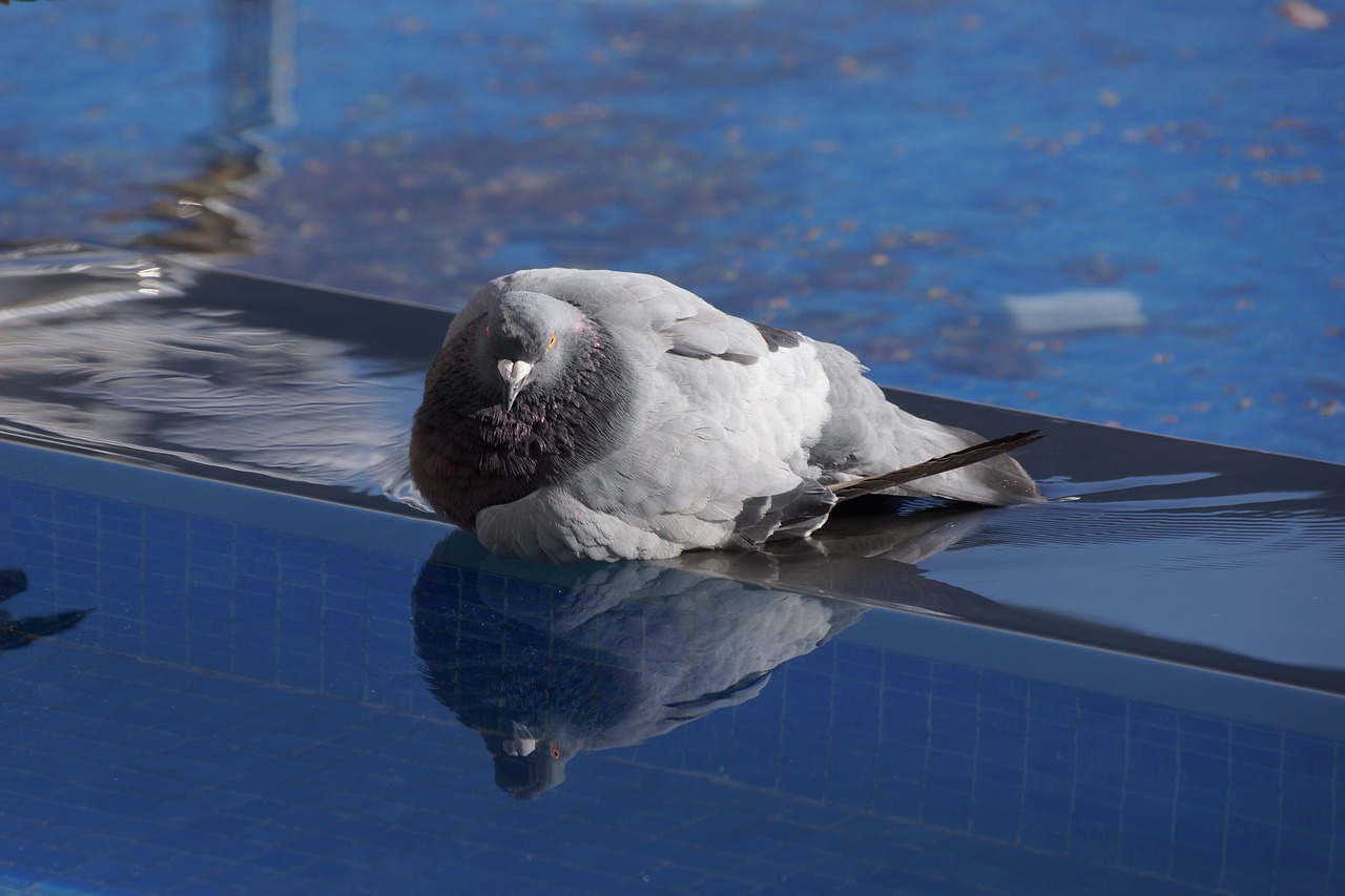 pigeon  blue  water free photo