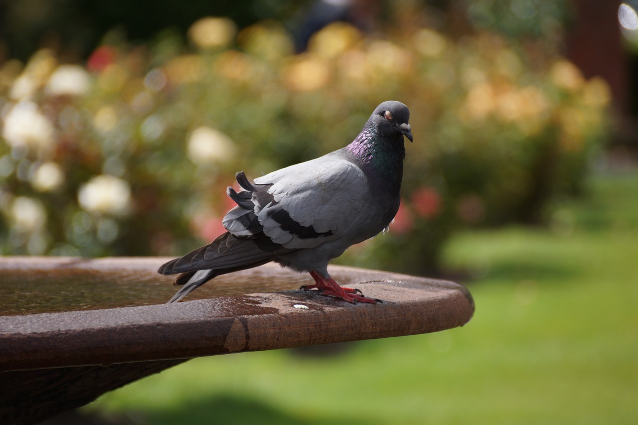 pigeon  water  garden free photo