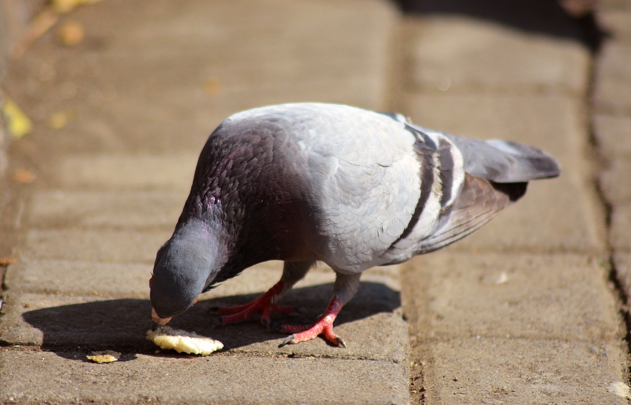 pigeon  dove  bird free photo