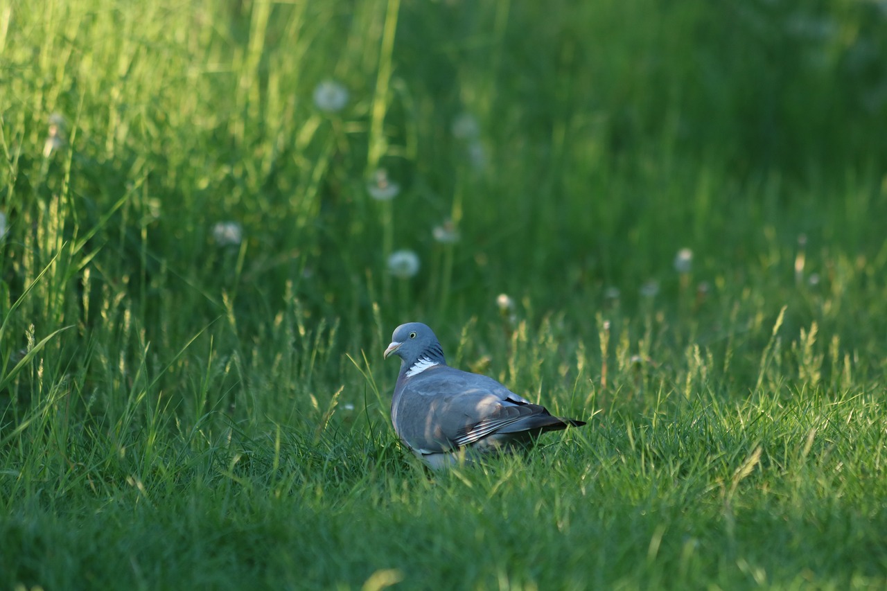 pigeon  bird  grass free photo