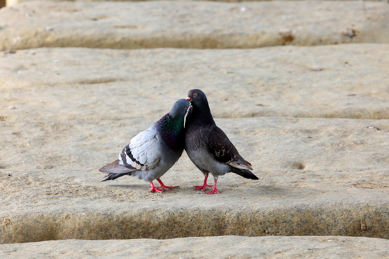 pigeon  birds  animal free photo