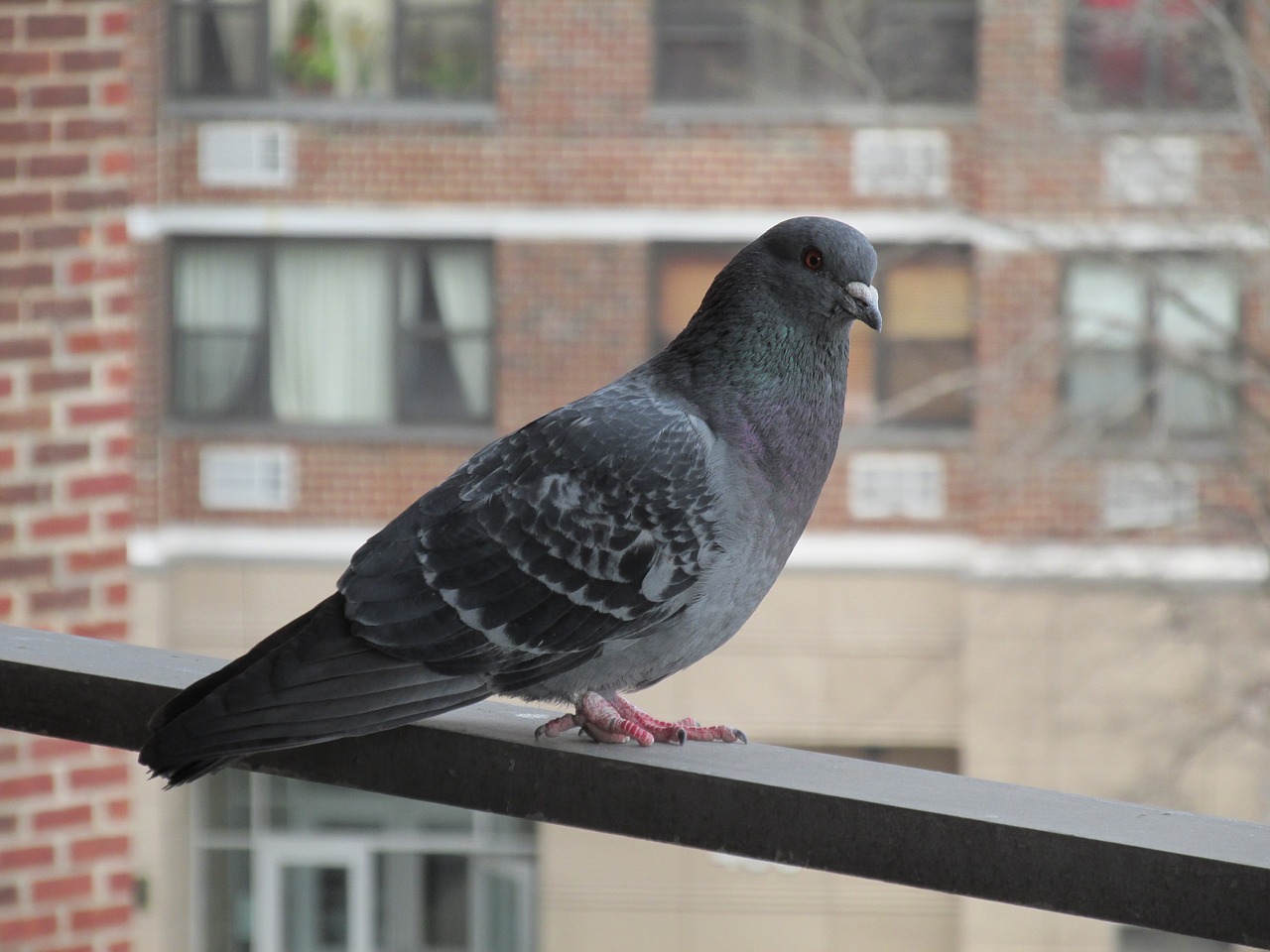pigeon  railing  bird free photo