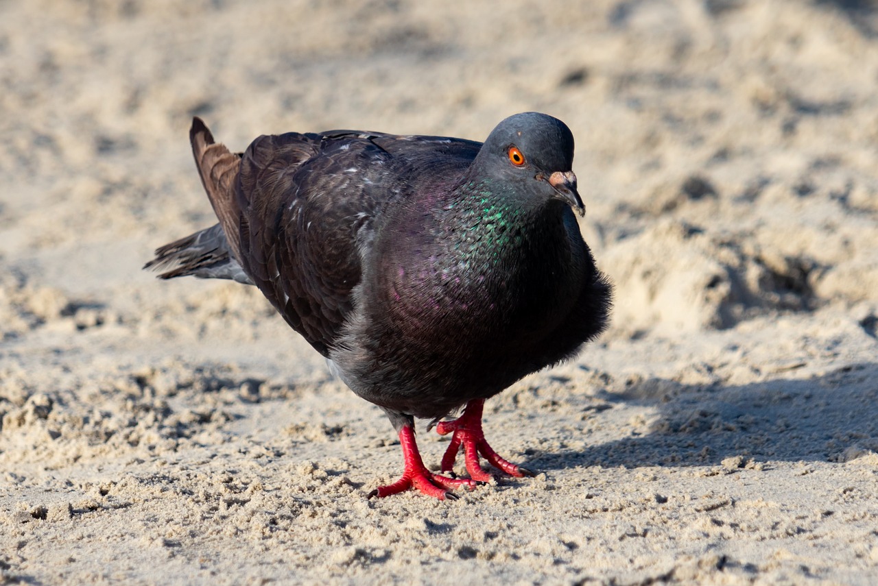 pigeon  sand  beach free photo