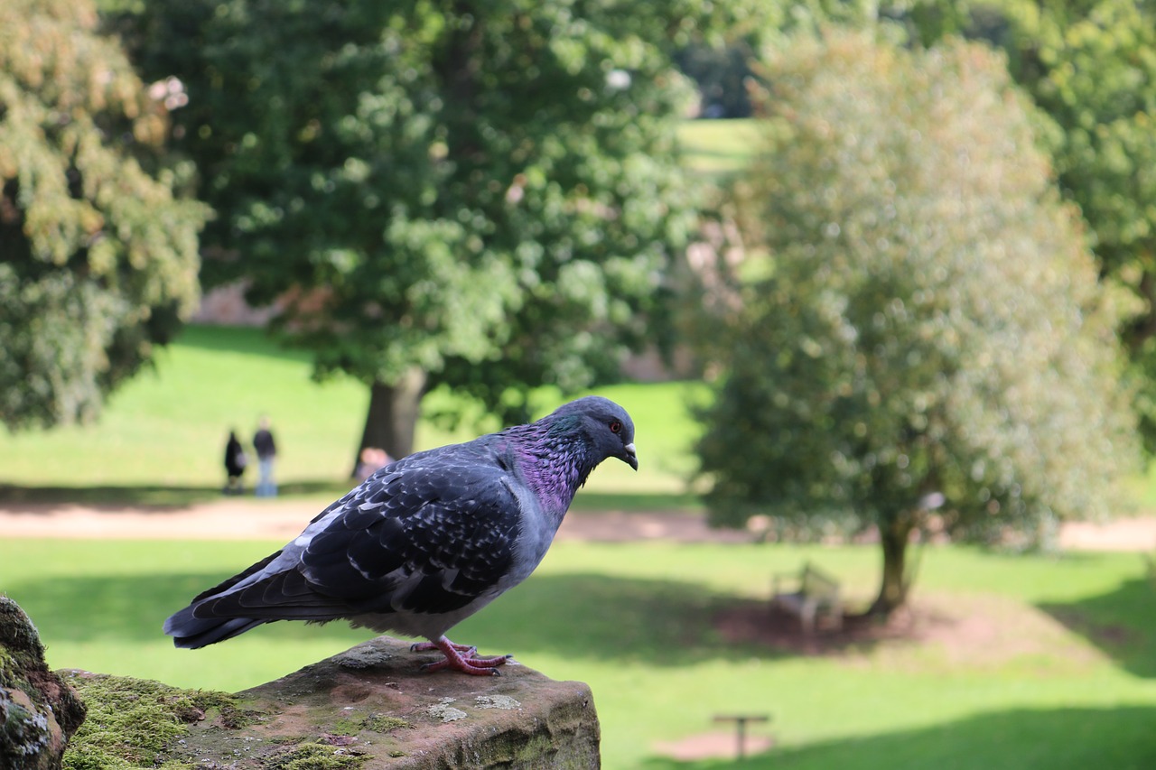 pigeon  nature  castle free photo