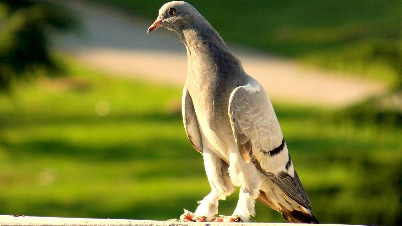 pigeon birds beautiful free photo