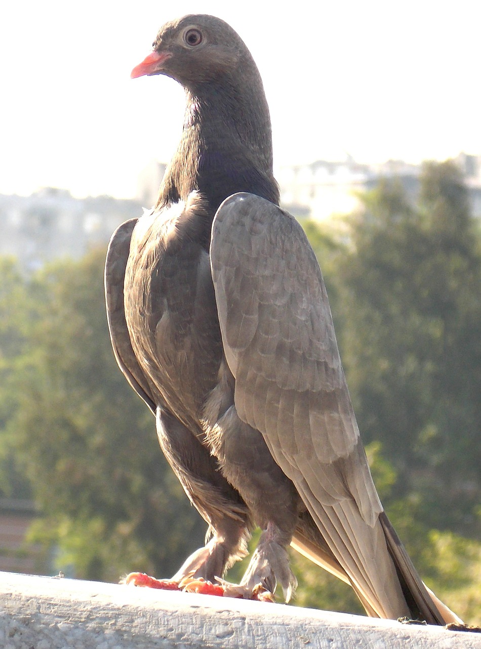 pigeon birds beautiful free photo