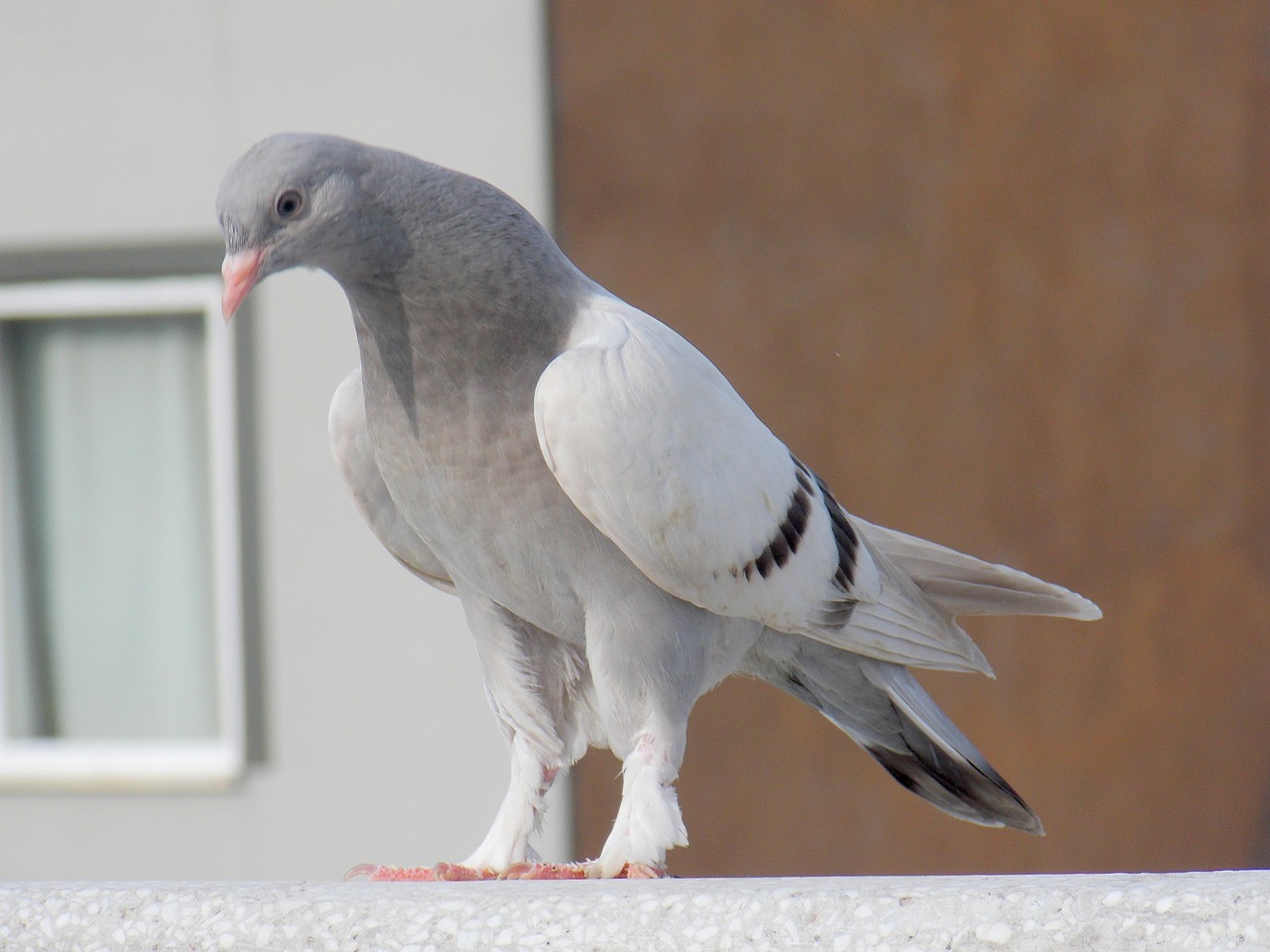 pigeon beautiful nature free photo