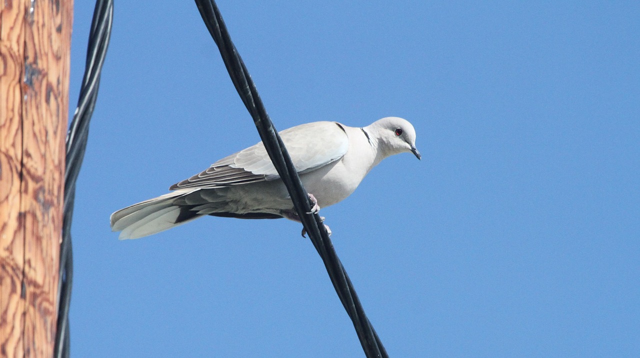 pigeon  white  wire free photo