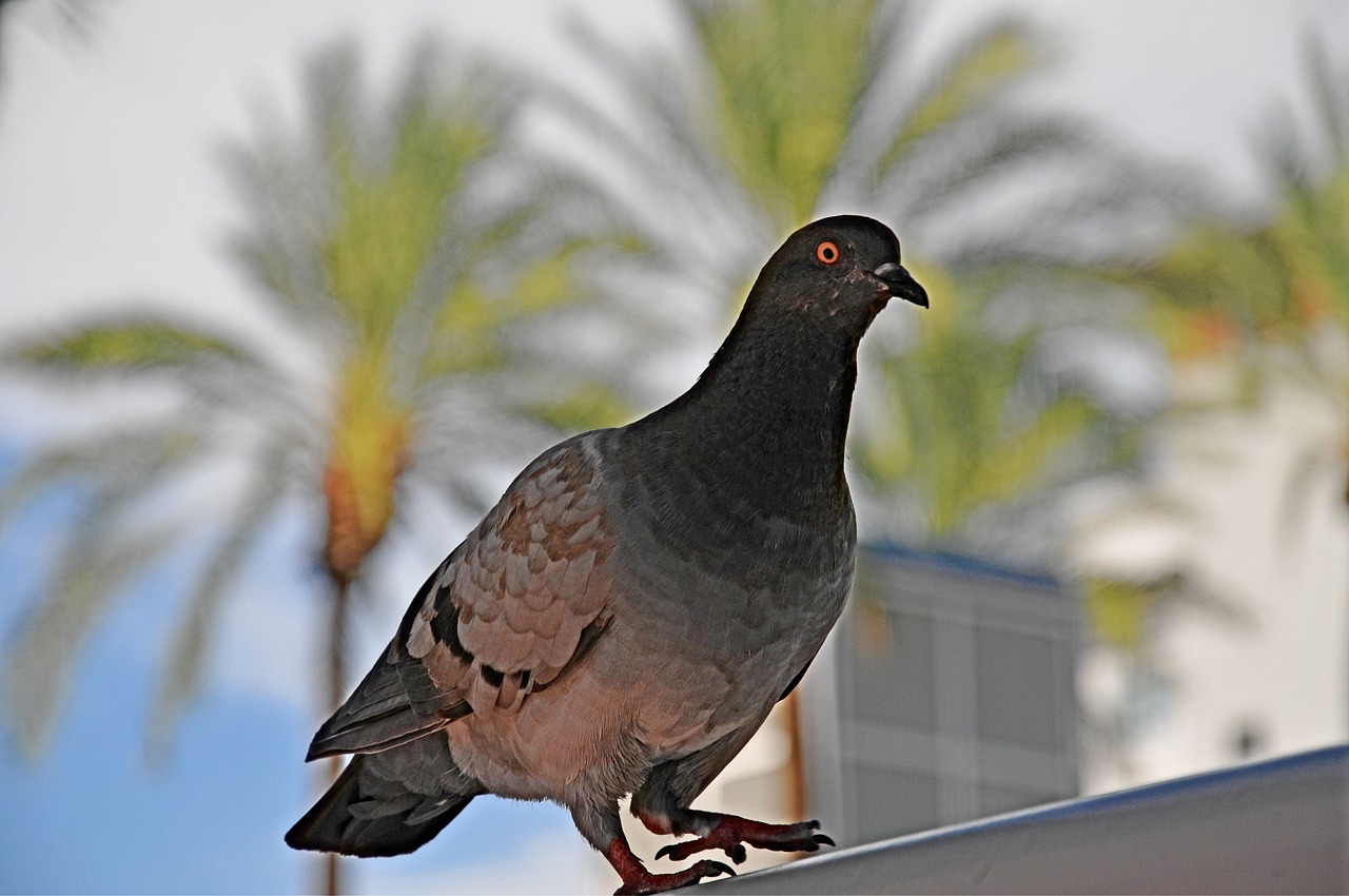 pigeon  bird  animal free photo