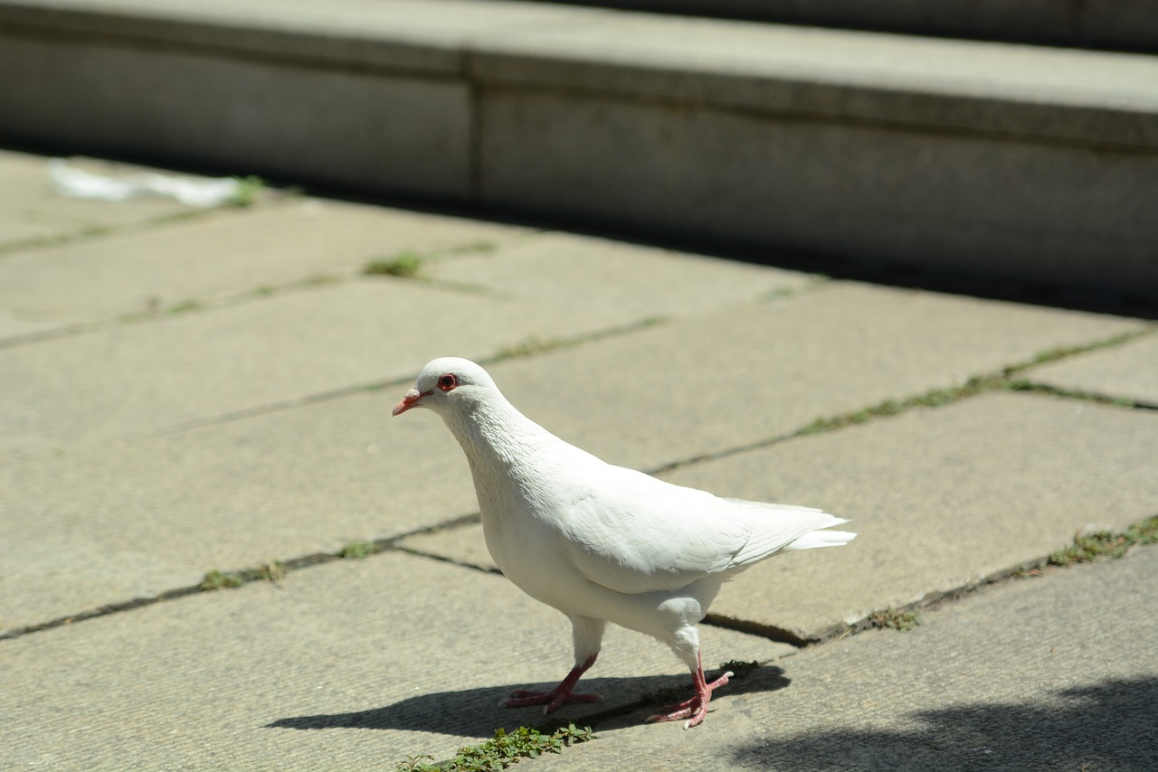 pigeon  peace  tranquility free photo