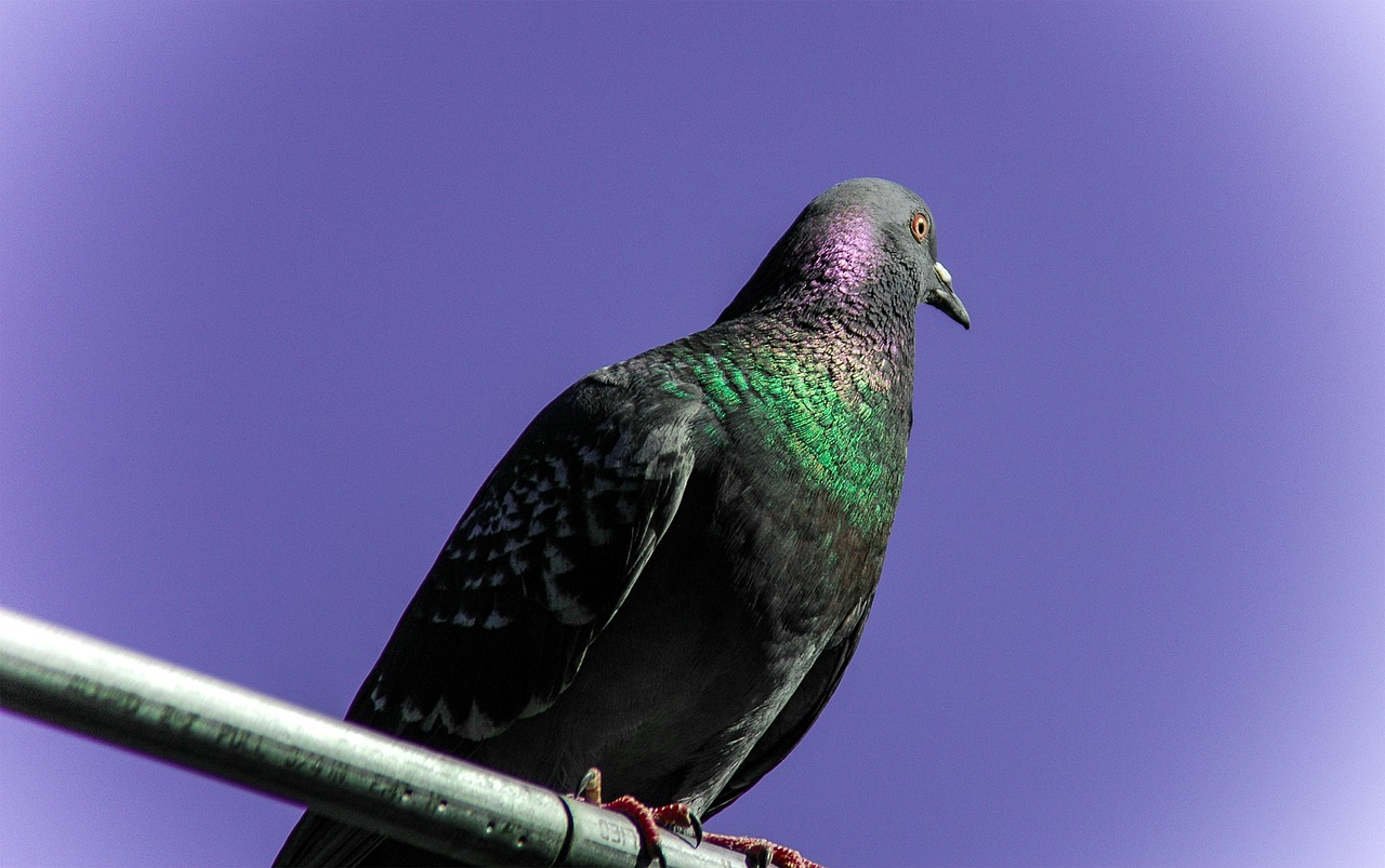 pigeon  bird  fly free photo