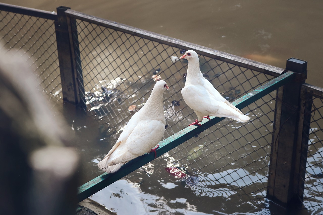 pigeon  prynne pigeon  dove of peace free photo