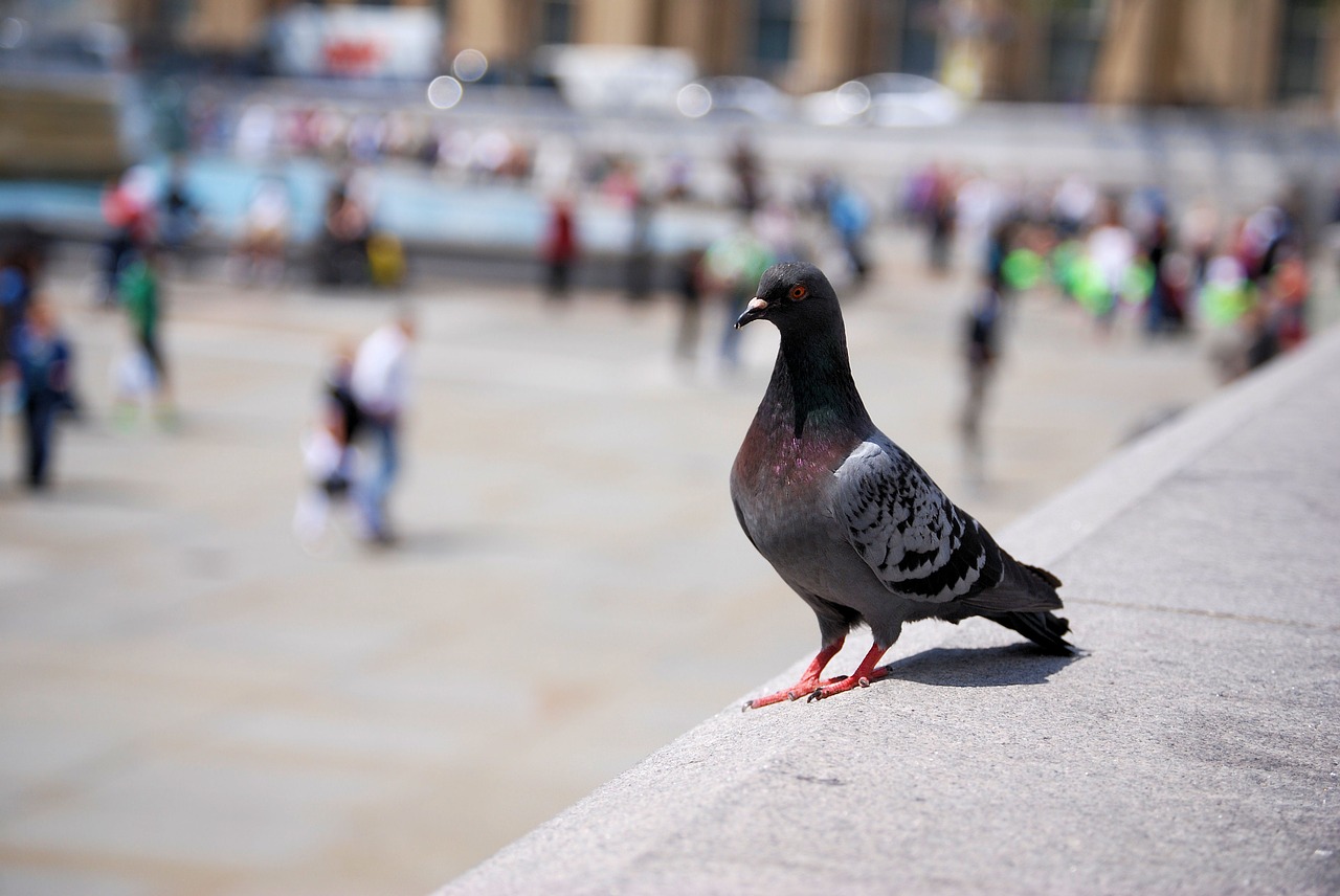 pigeon feathers wildlife free photo