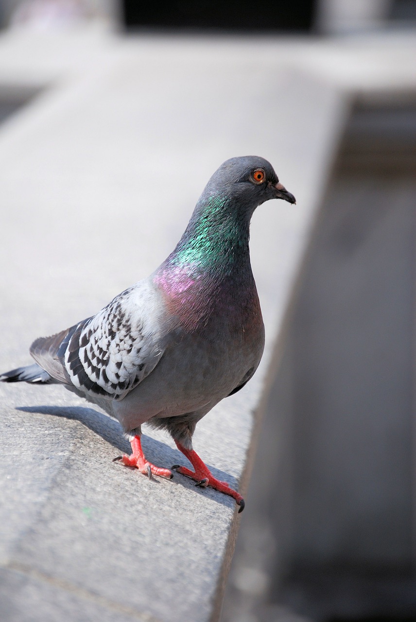 pigeon feathers wildlife free photo