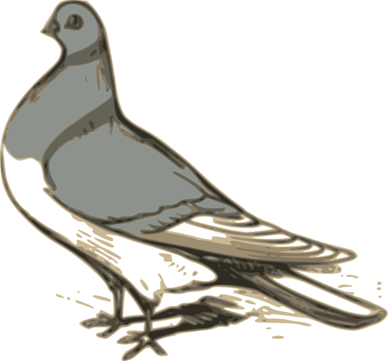 pigeon bird grey free photo