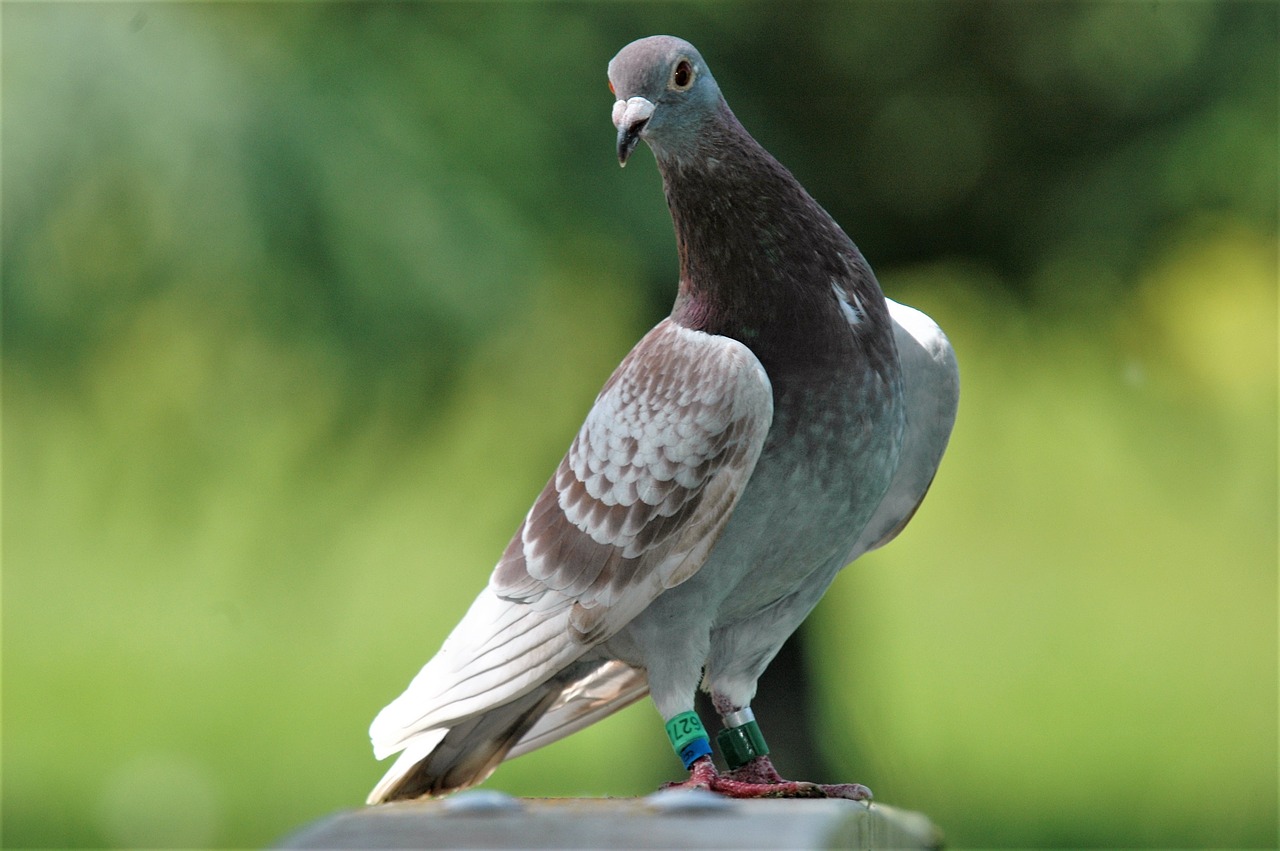 pigeon  nature  birds free photo