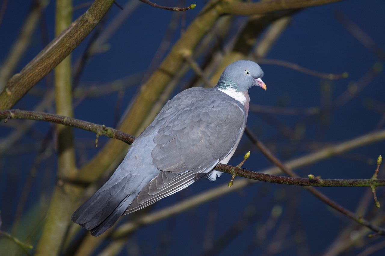 pigeon  bird  animal free photo