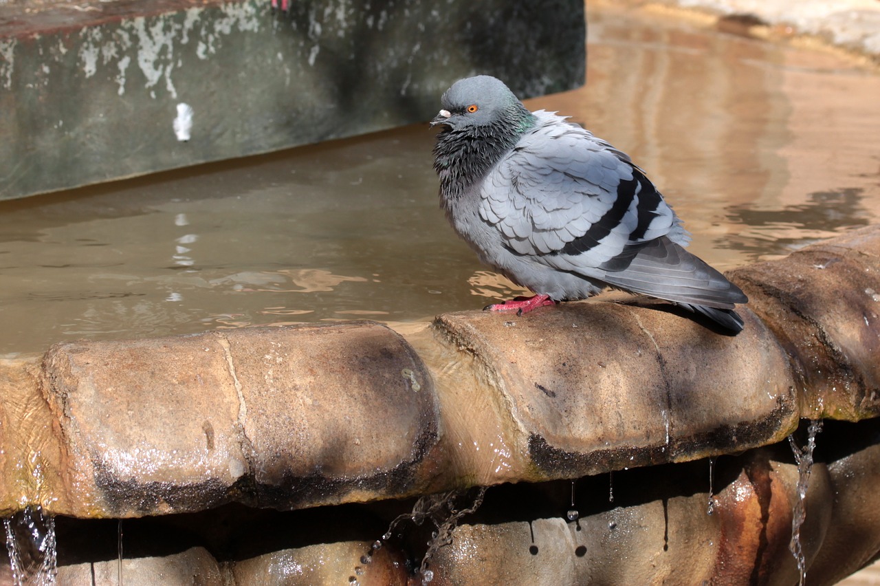 pigeon  water  drink free photo