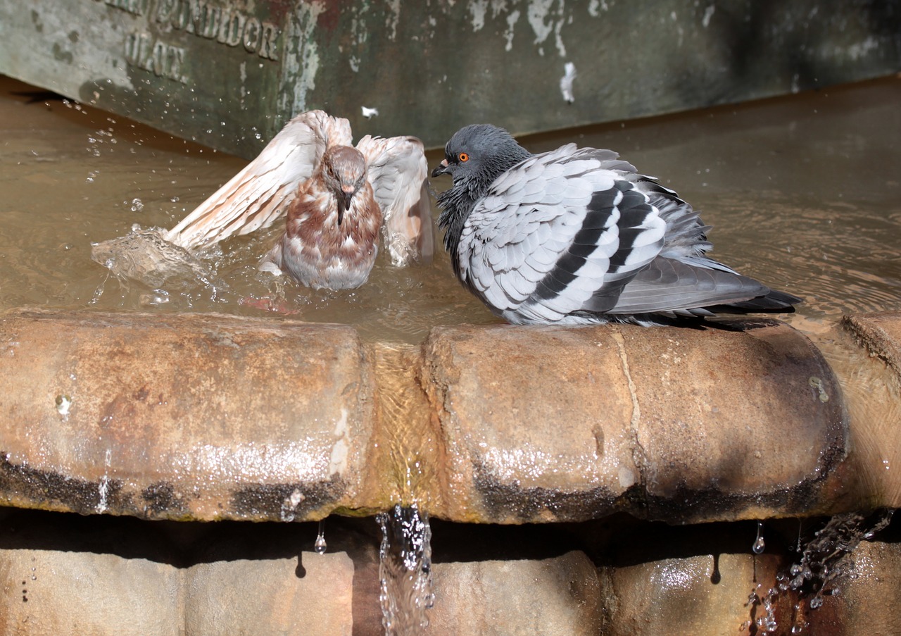 pigeon  water  drink free photo