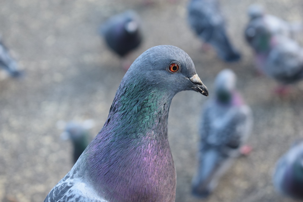 pigeon  dove  bird free photo