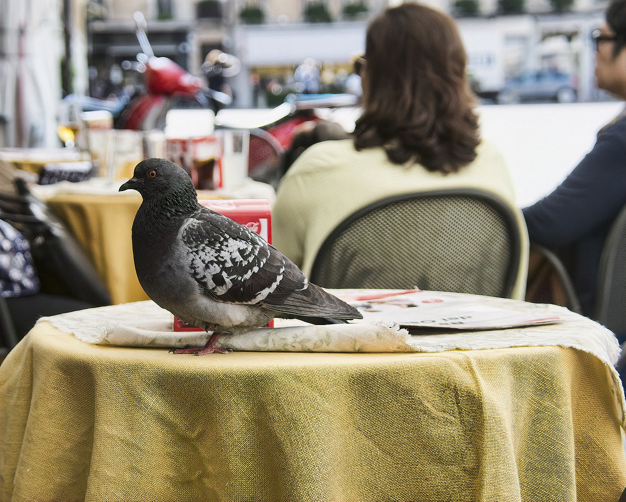 pigeon  bird  dove free photo