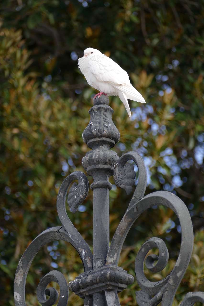 pigeon  bird  fauna free photo