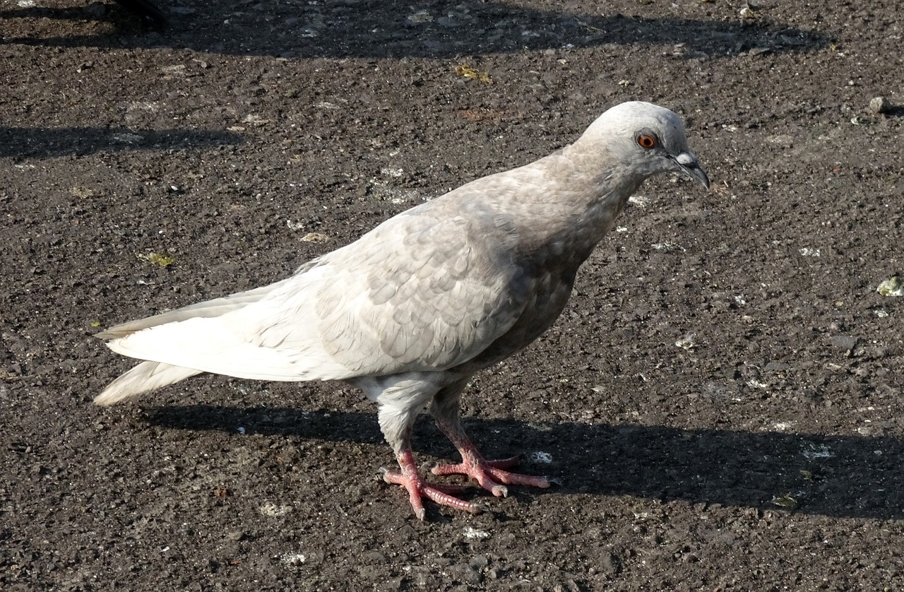 pigeon  rock pigeon  feral free photo