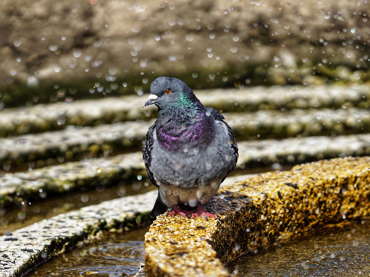 pigeon  relax  bird free photo