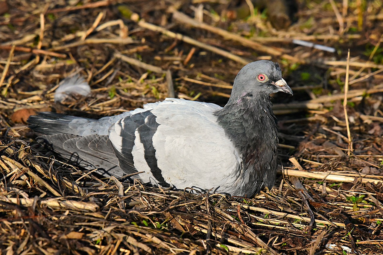 pigeon  rock dove  bird free photo