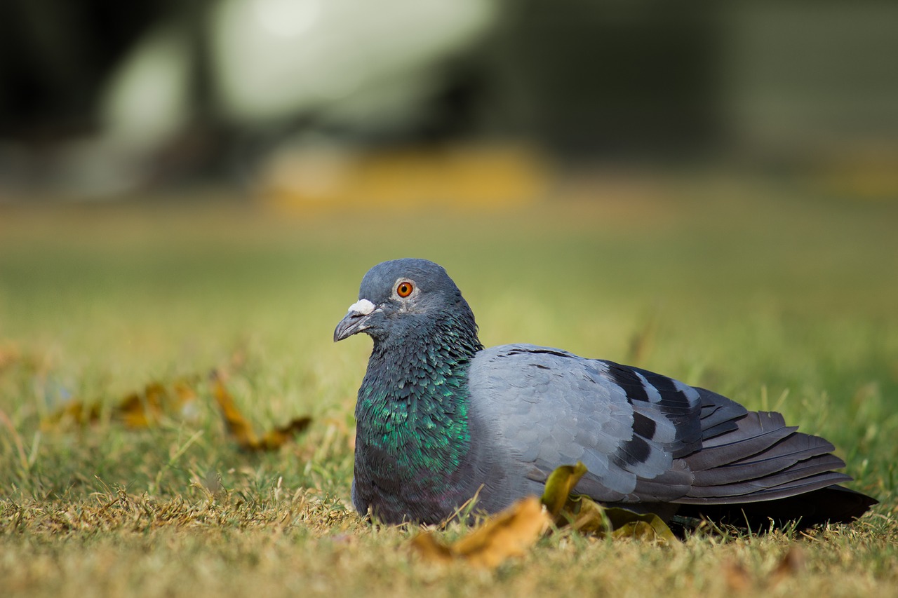 pigeon  bird  animal free photo