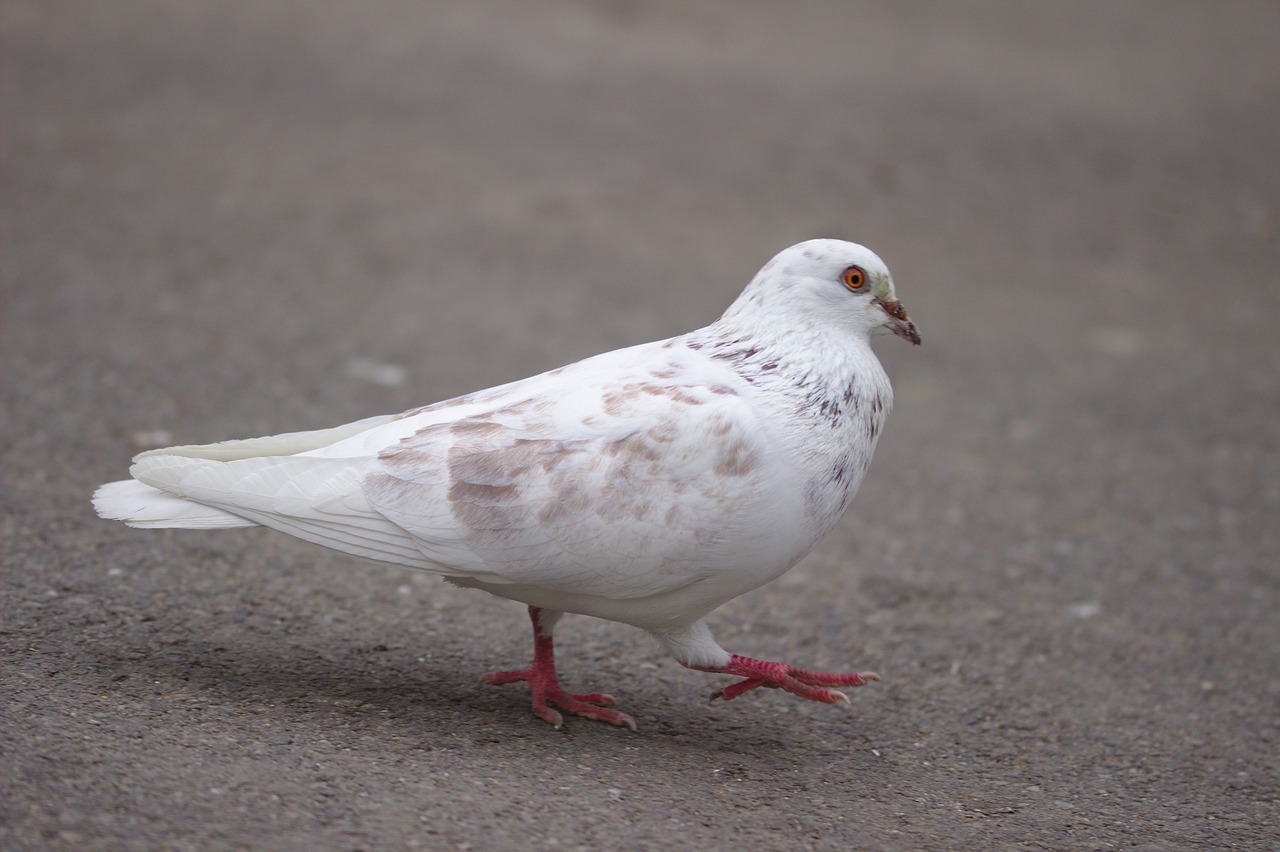 pigeon  white  symbol free photo