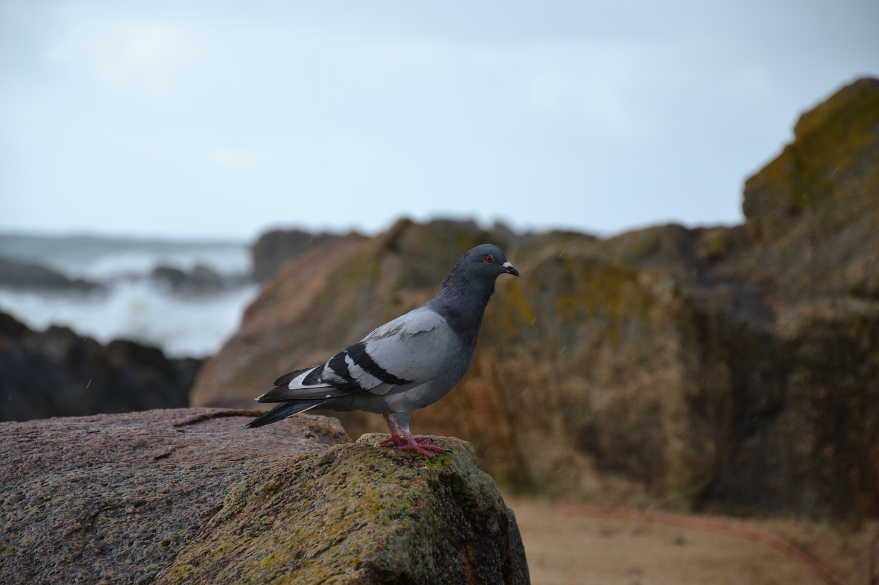 pigeon  sea  rocks free photo