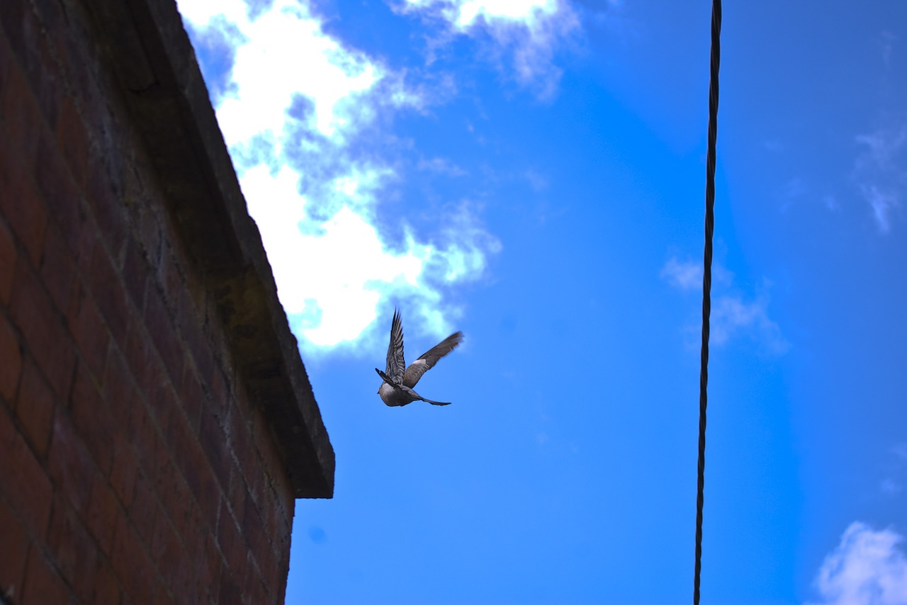 pigeon flying sky free photo