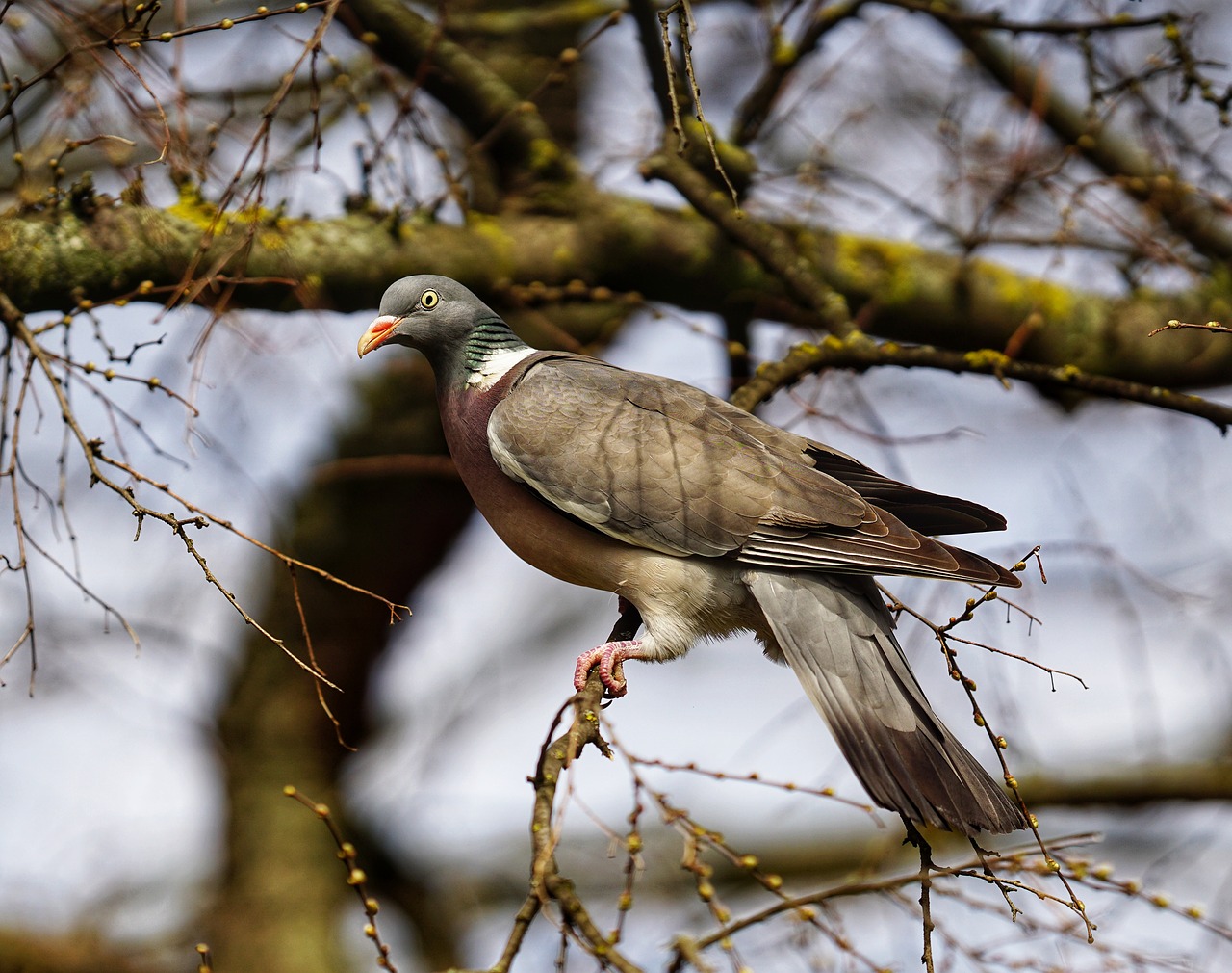 pigeon  tree  nature free photo