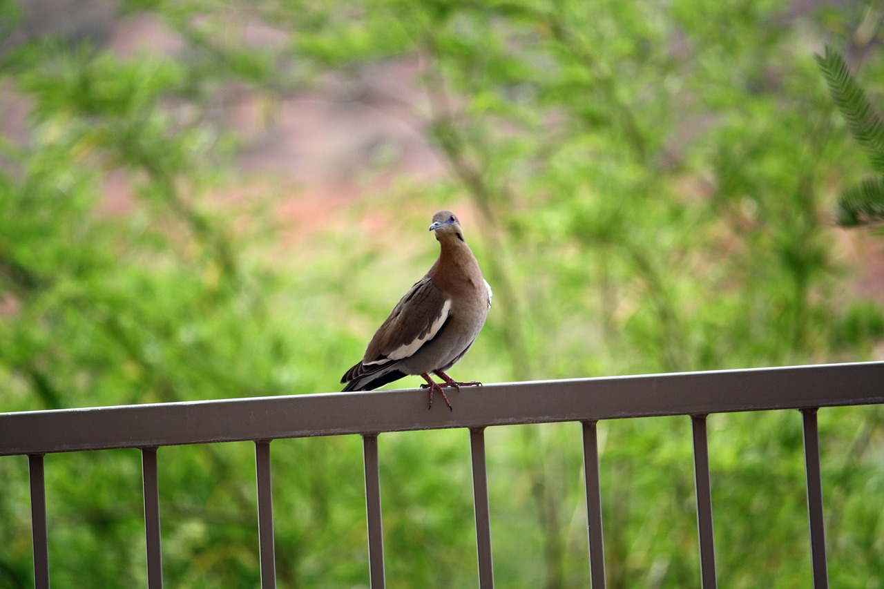 pigeon  bird  balcony free photo