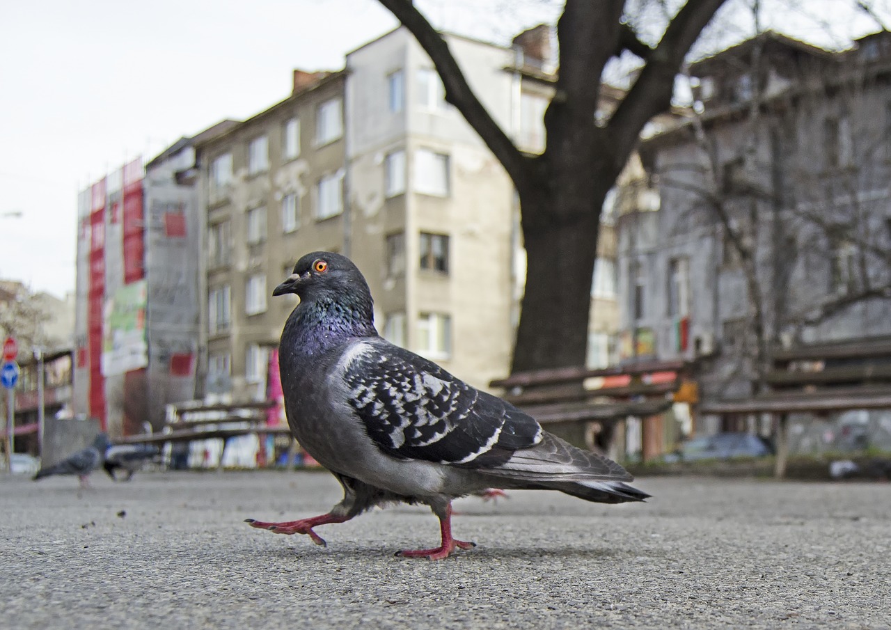 pigeon  strutting  park free photo