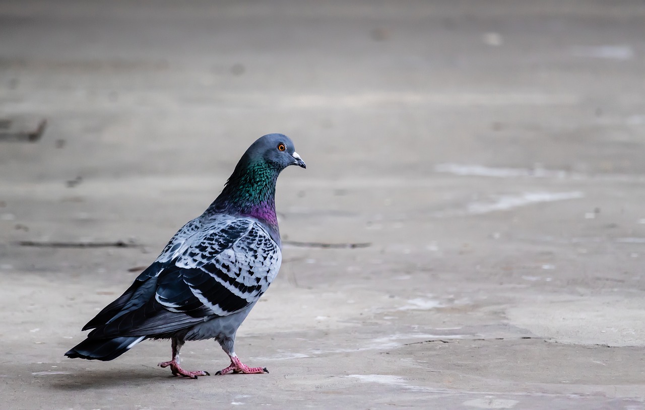 pigeon  bird  animal free photo