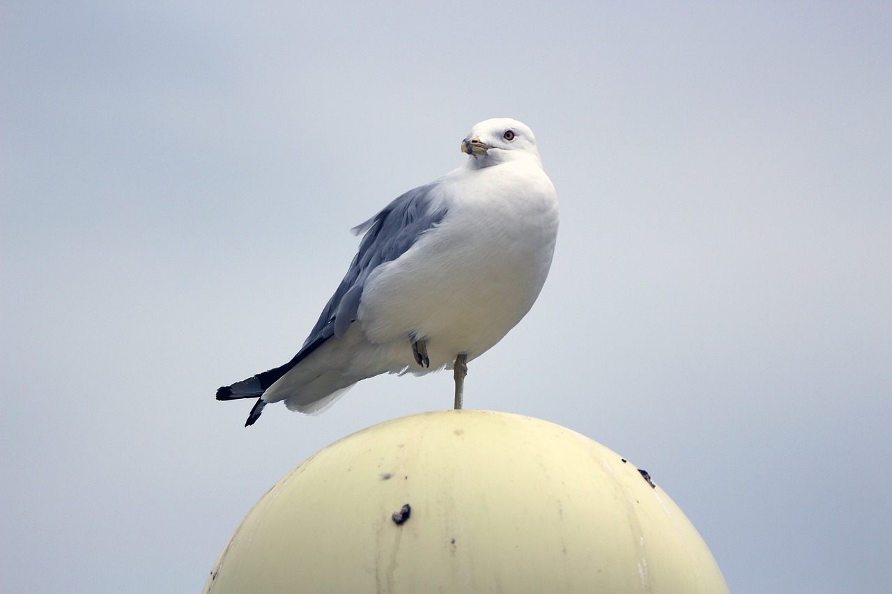 pigeon  bird  standing free photo