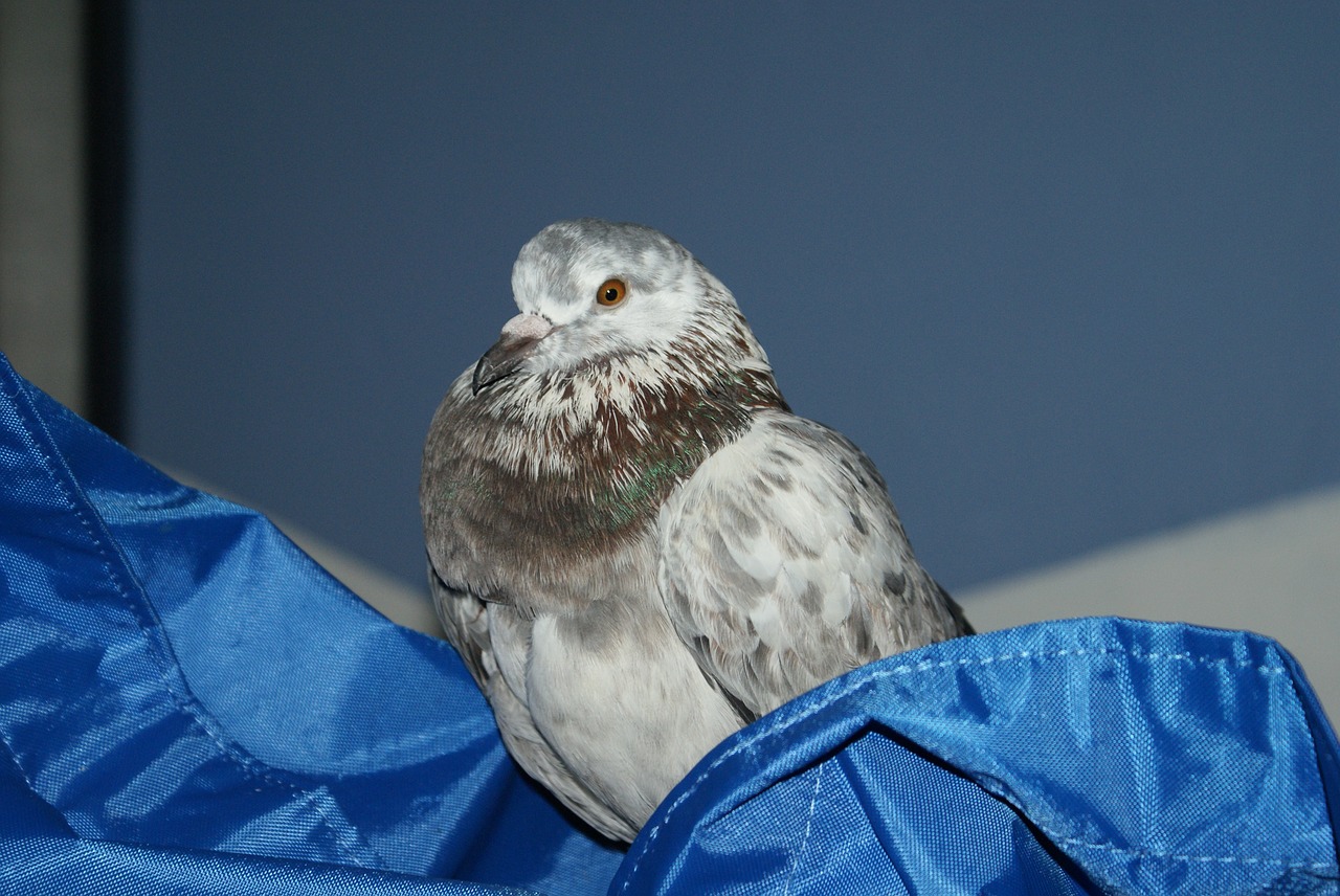 pigeon  bird  plumage free photo