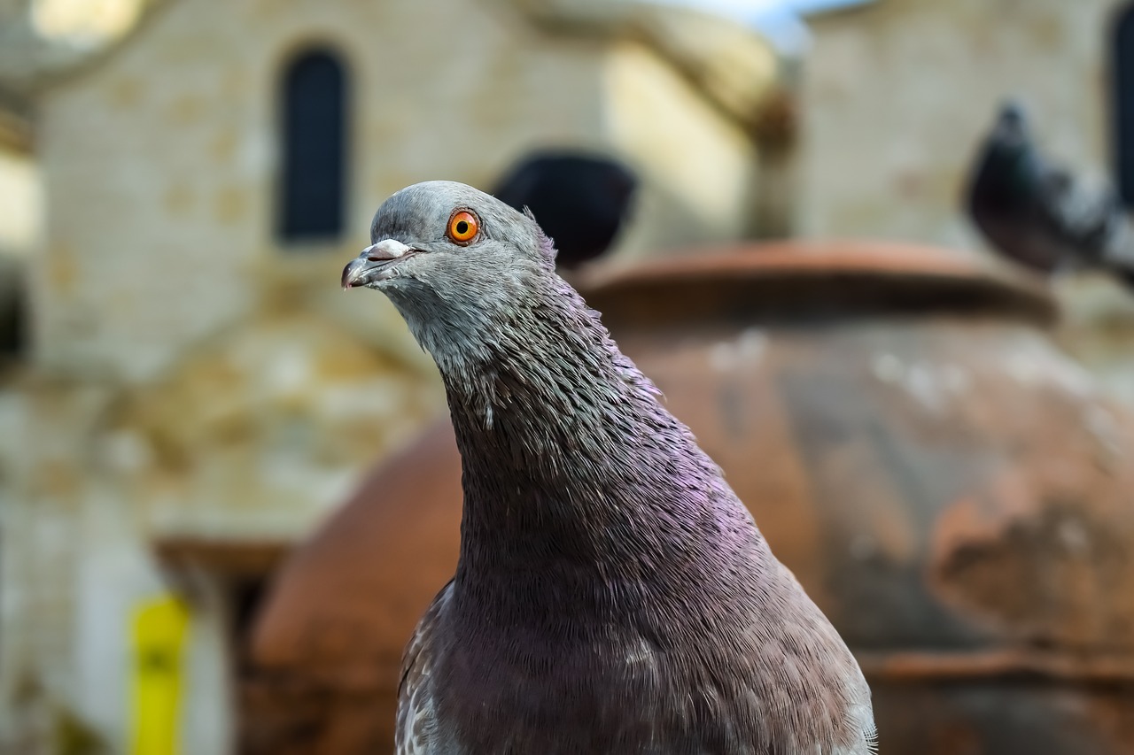 pigeon  eye  neck free photo