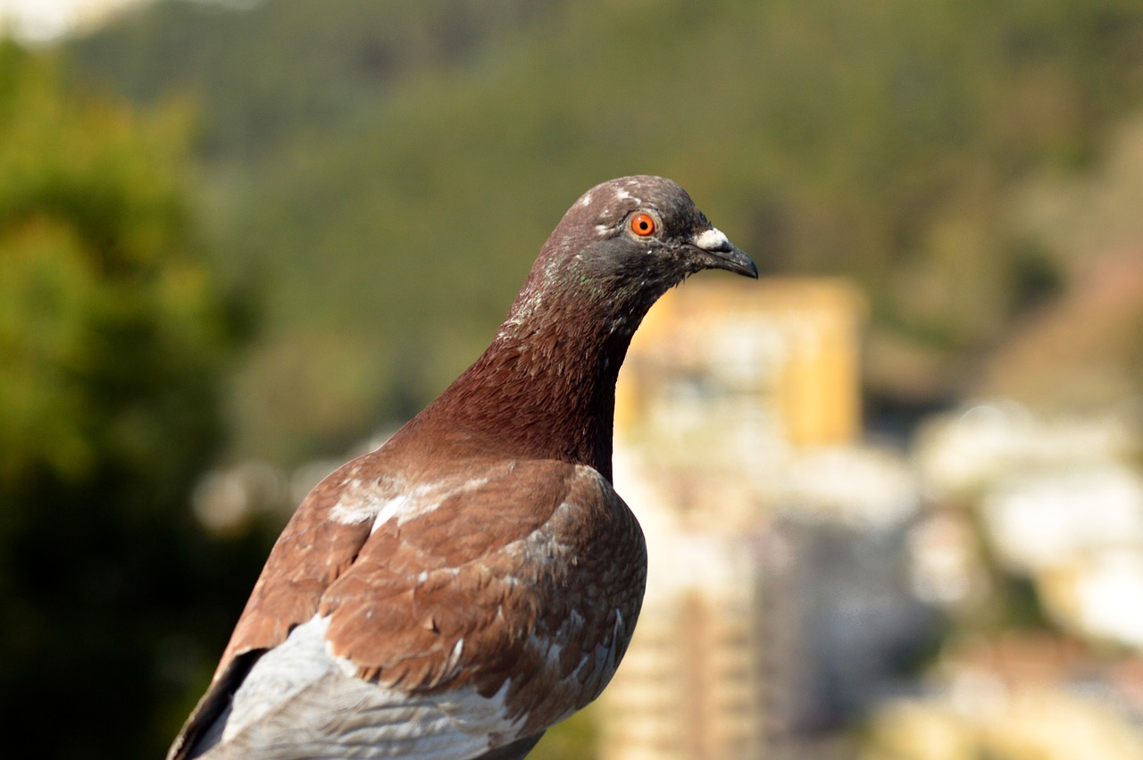 pigeon  bird  animal free photo